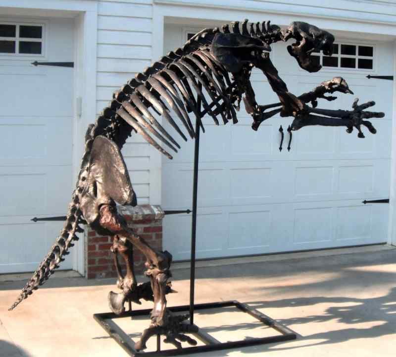 Replica Giant Fossil Ground Sloth Skeleton