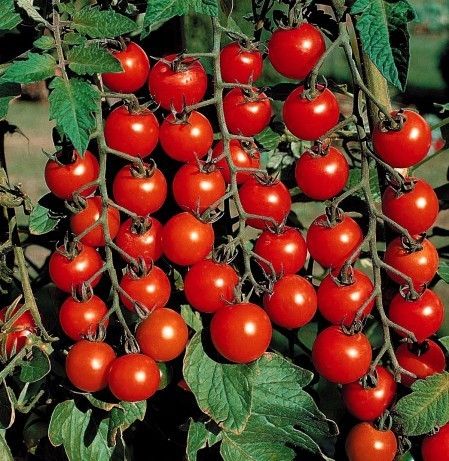 Super Sweet 100 Hybrid Tomato 30 Seeds Pack