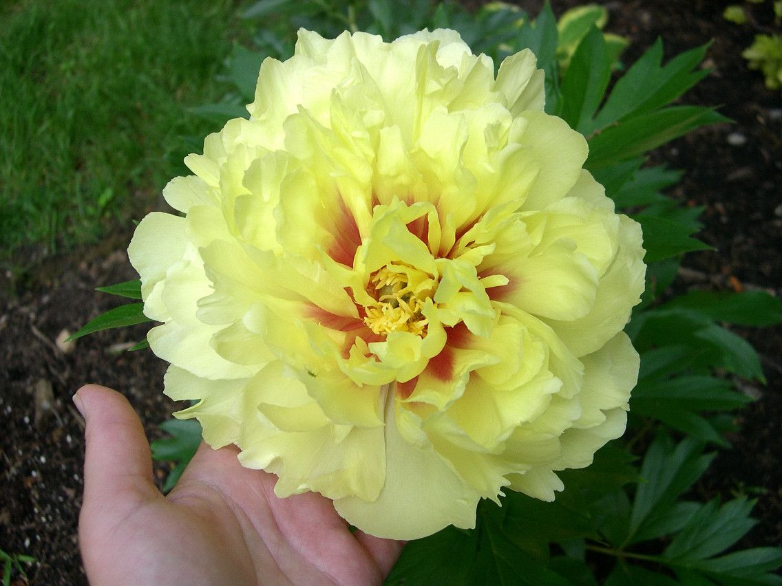 Itoh Peony Bartzella Yellow 6 7 Eyes Root