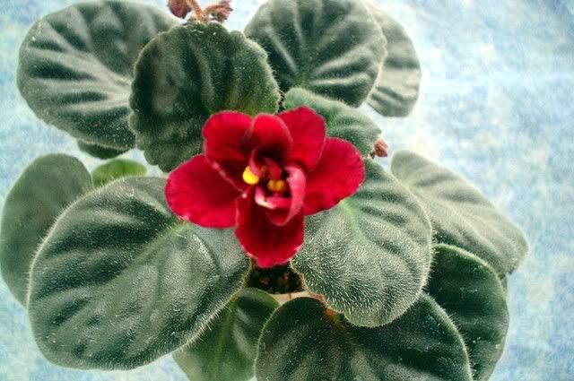 velvet gem lyndon lyon greenhouses double burgundy pansy darker