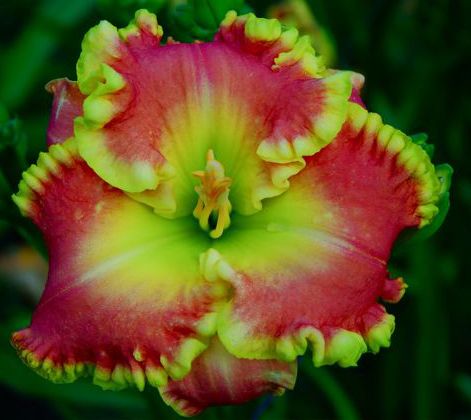 Dr Jerrold Corbett DAYLILY SF Stamile 08 Nice Green Edge