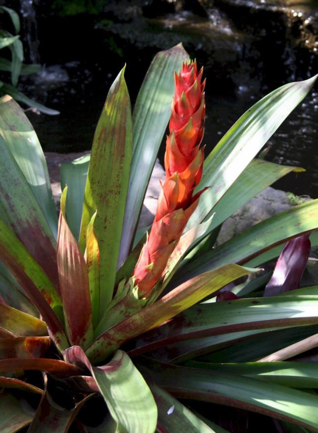 Bromeliads Vriecantarea Inferno Blooms Fire