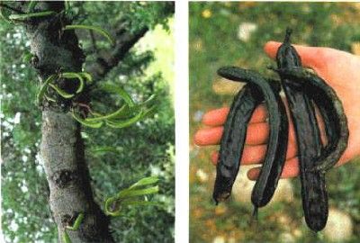 St Johns Bread Carob Ceratonia Siliqua Seeds ES57