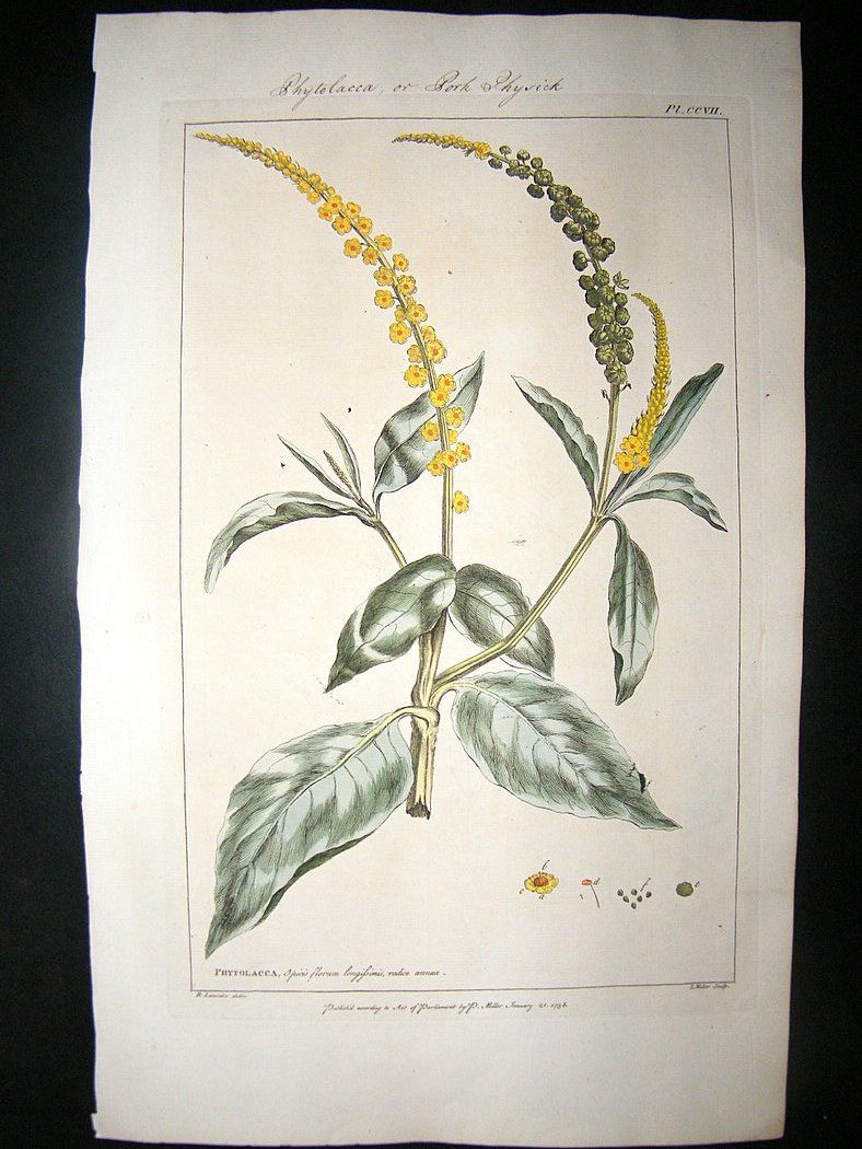 Miller 1760 Folio Hand Col Botanical Phytolacea Physick  