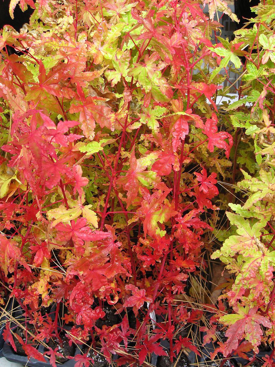 Japanese Coral Bark Maple Sango Kaku No Graft