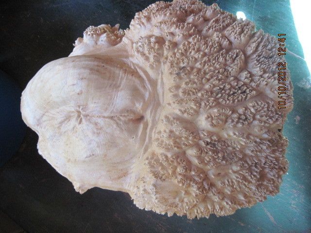 261A Fresh Cut Maple Burl Cap Nice Color and Figure