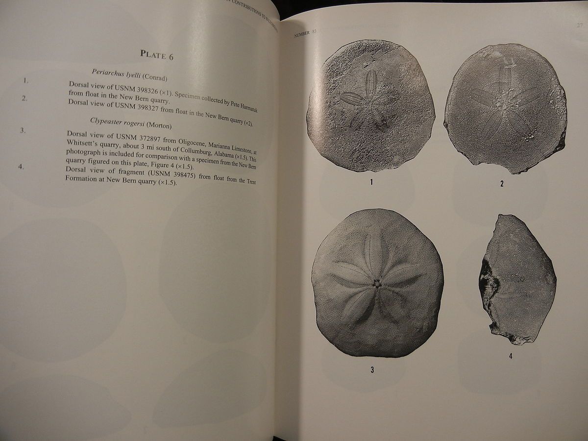 ECHINOIDS of NORTH CAROLINA by PORTER KIER/PALEOBIOLOGY FOSSILS/ RARE