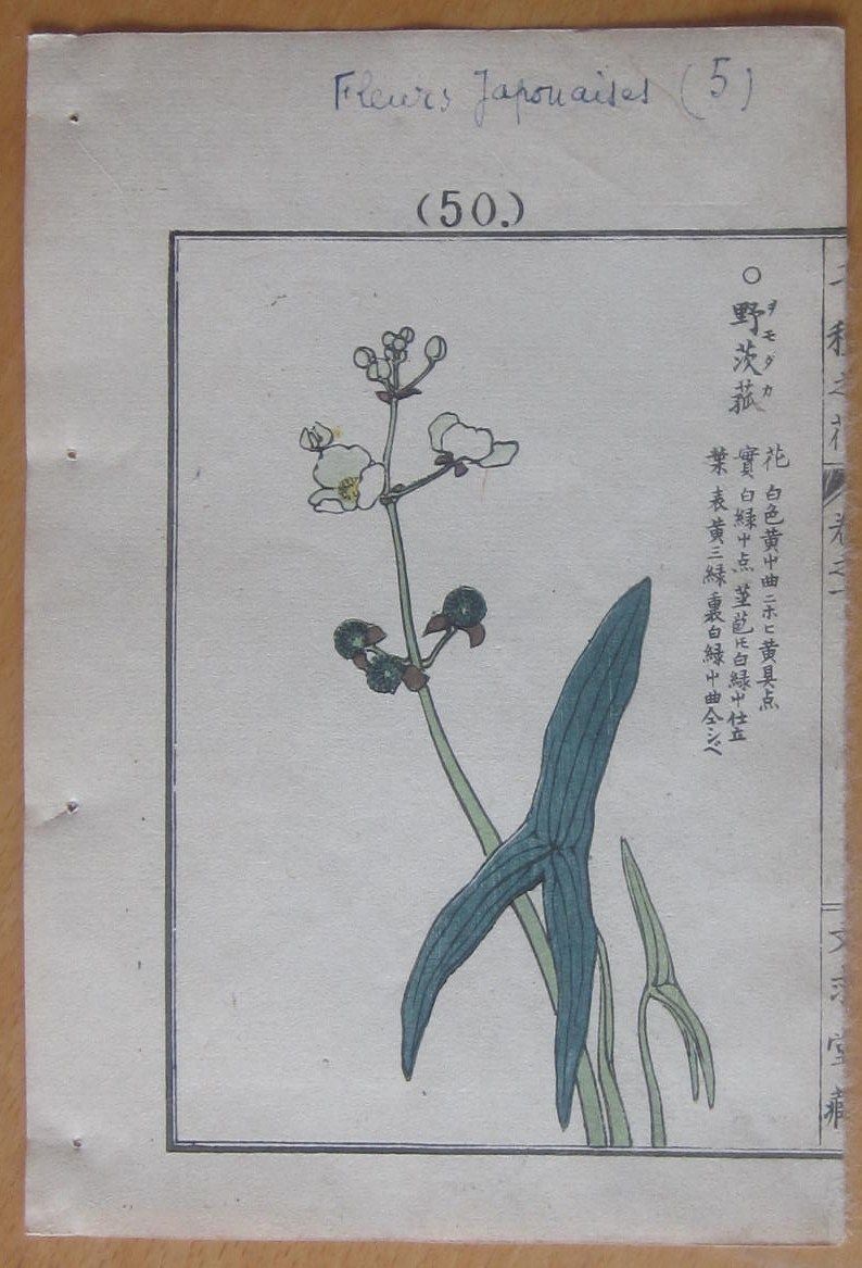 Kono Bairei Japanese Woodblock Flower Print 1900