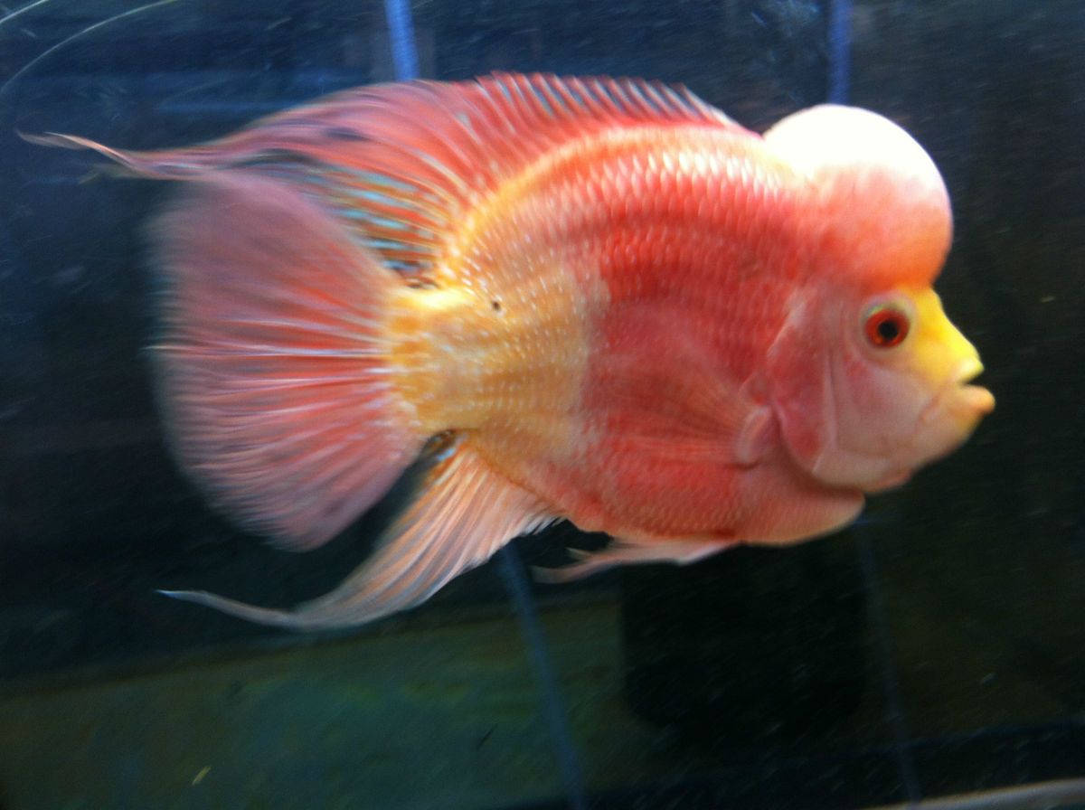 Flowerhorn Live Fish Goldenred Fader RARE