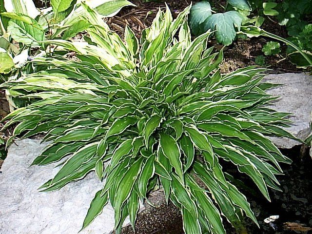 Live Plants Stiletto Hosta Unique Miniature