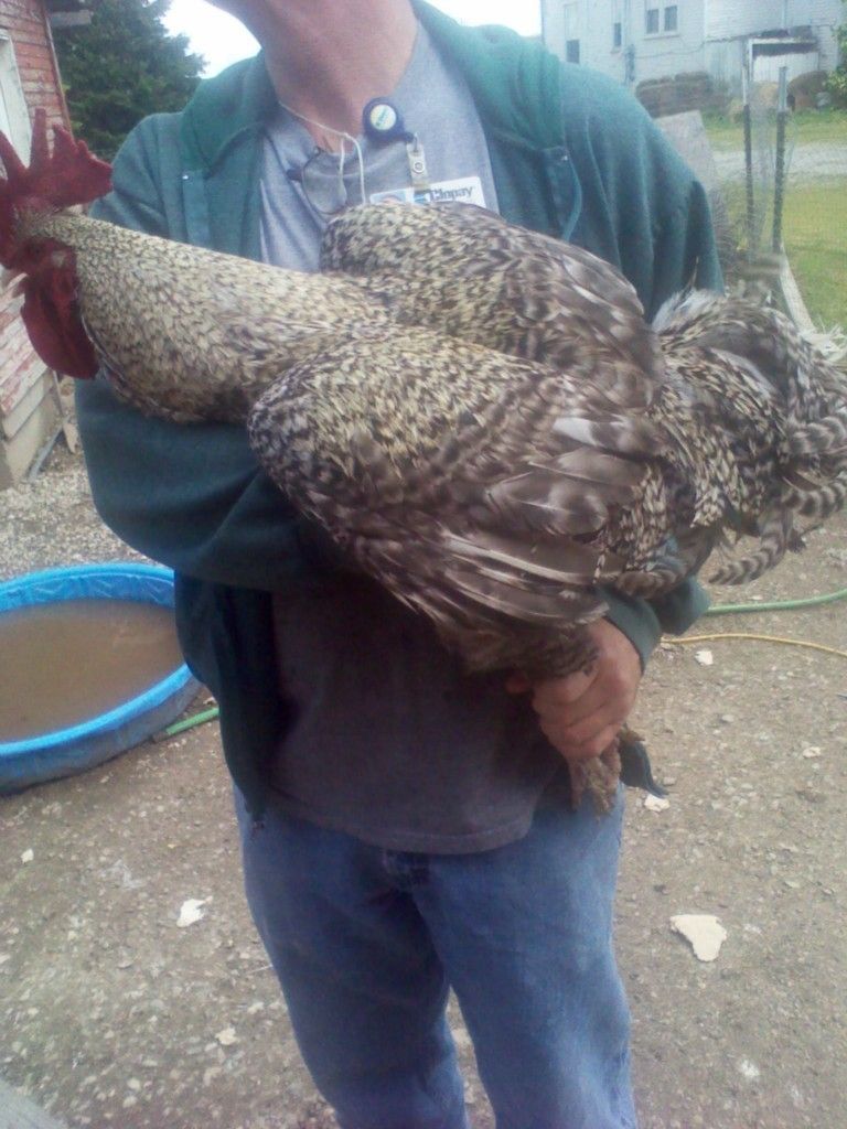 Cuckoo Marans Hatching Eggs 10