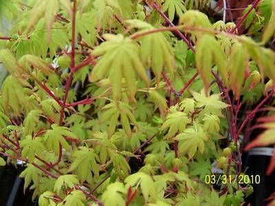 Japanese Maple Acer Beni Kawa