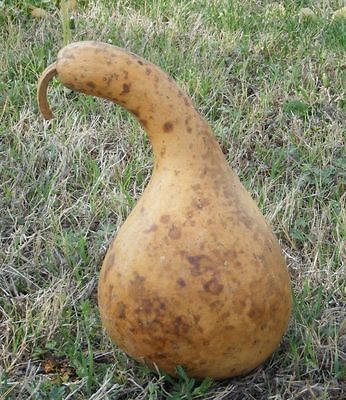 Purple Martin Birdhouse Gourd ~ Hard Shell Gourd (Lagenaria siceraria