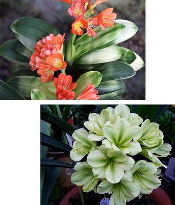 clivia seed of 1256   LOB X Hirao