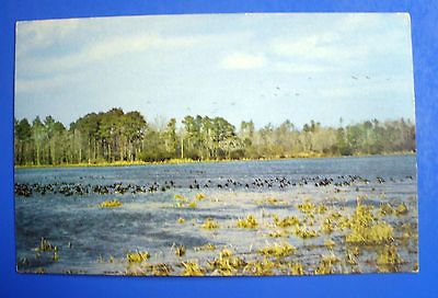 CANADIEN GEESE FLOCK FEEDING IN DEL MAR VA PENINSULA COLOR POSTCARD $