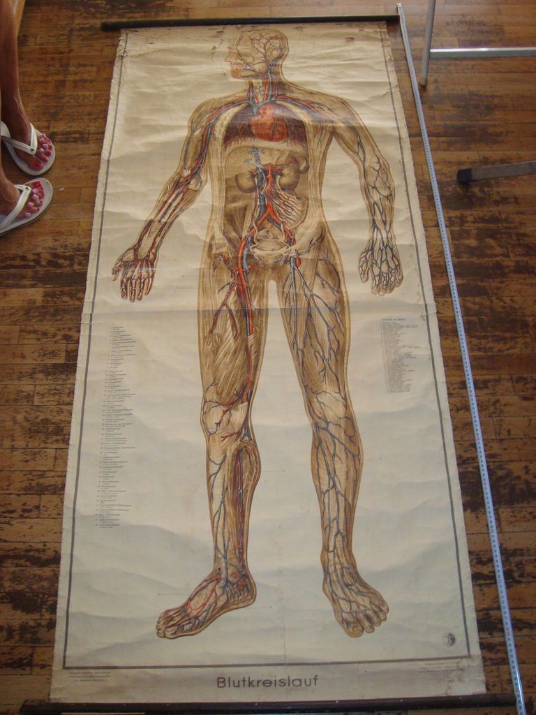 Germany vtg 1950s wall school canvas cloth chart Body Nr.3 CIRCULATORY