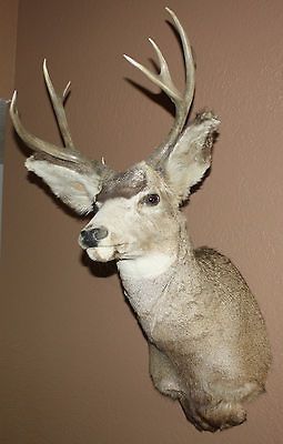 Mule Deer Buck Head Shoulder MountNice