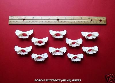 10 BOBCAT ATLAS BUTTERFLY BONES, cleaned, vertebrae, craft, science