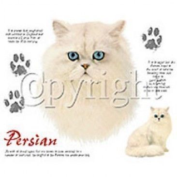 Cat T Shirt Persian Cat Shirt Description Of Breed Tee