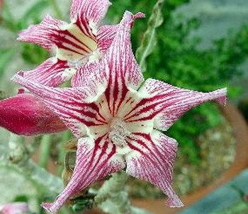 adenium obesum crispum fresh viable 100 seeds from thailand returns