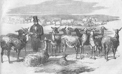 PERU Flock of Llamas, just imported from, antique print, 1858