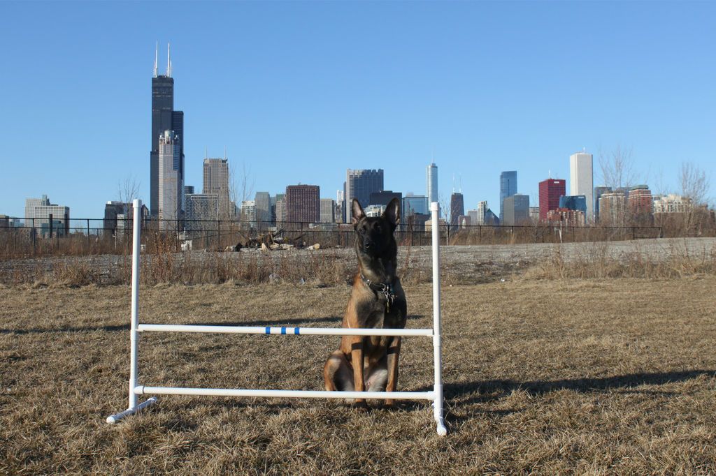 Dog Agility Equipment Single Adjustable Jump