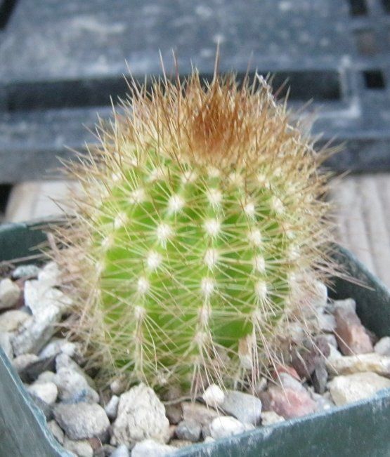 Pilosocereus chrysostele Columnar Cactus Dense Gold Spines